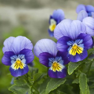 Viole